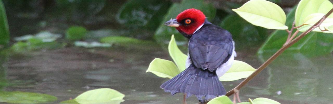 Red-capped Cardinal, Amazon River Cruise, Amazon Basin, Peru, Naturalist Journeys