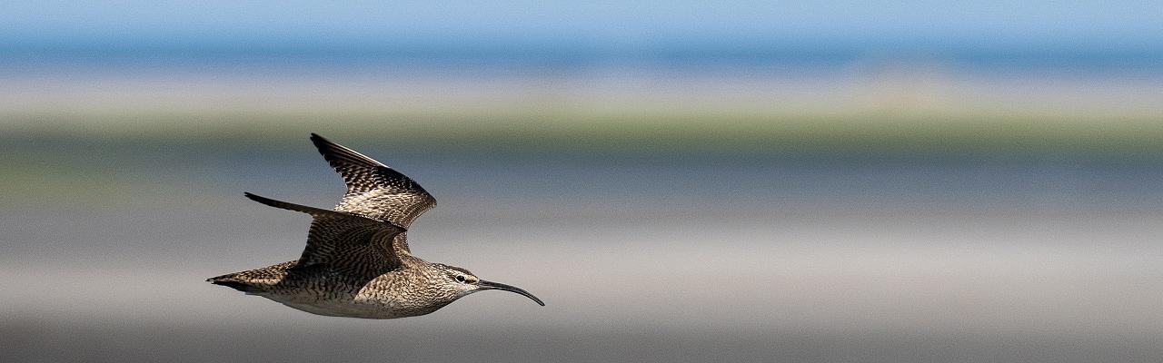 Whimbrel, Hugh Simmons; Cape May Spring Migration, Spring Migration Birding and Nature Tour from Naturalist Journeys, Cape May New Jersey Birding