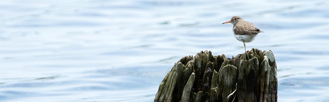 Spotted Sandpiper, Hugh Simmons; Cape May Spring Migration, Spring Migration Birding and Nature Tour from Naturalist Journeys, Cape May New Jersey Birding