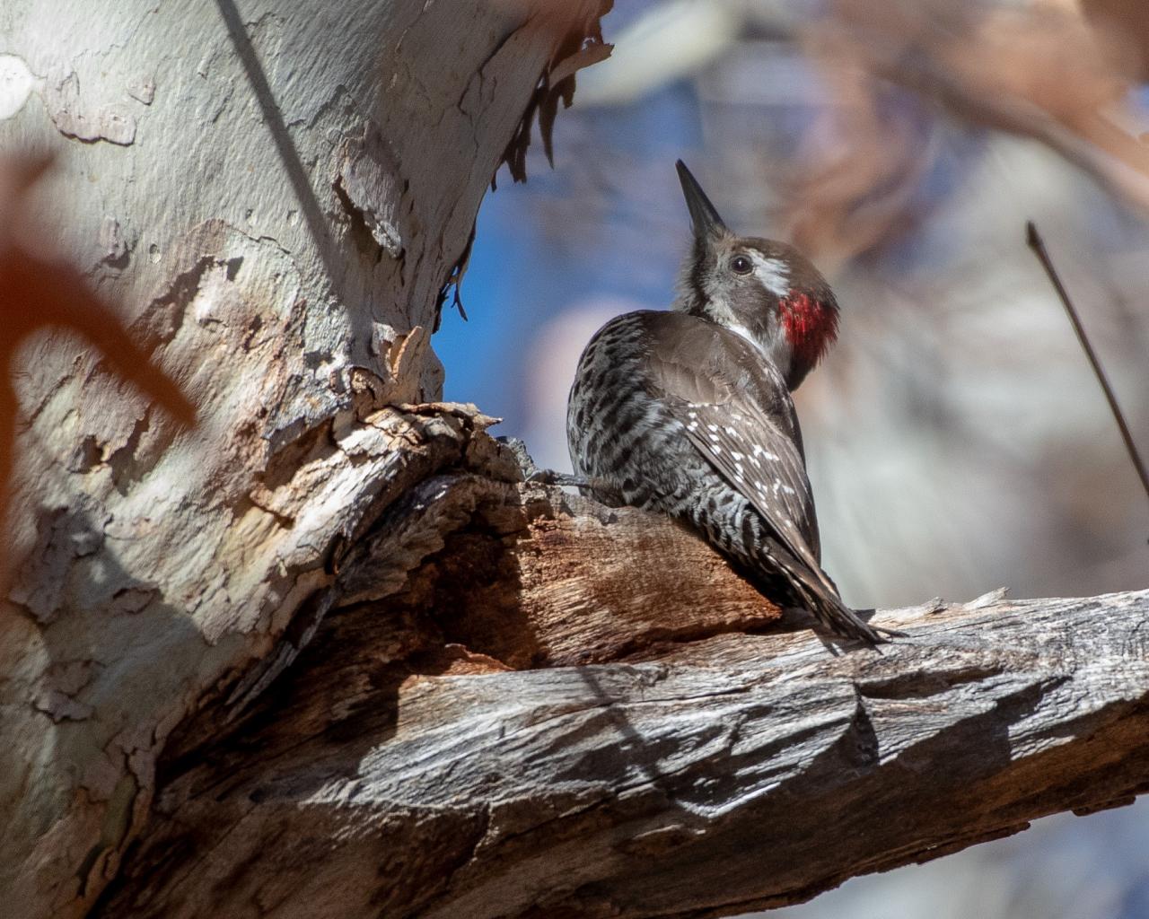 Sky Island Mountain Ranges Arizona Birding Nature Fall Tour