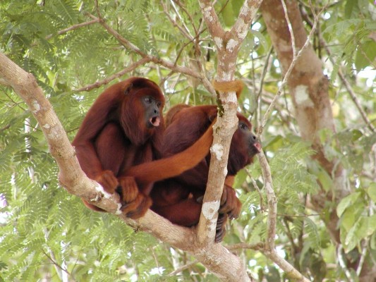 Red Howler Monkeys, Amazon River Cruise, Amazon Basin, Peru, Naturalist Journeys