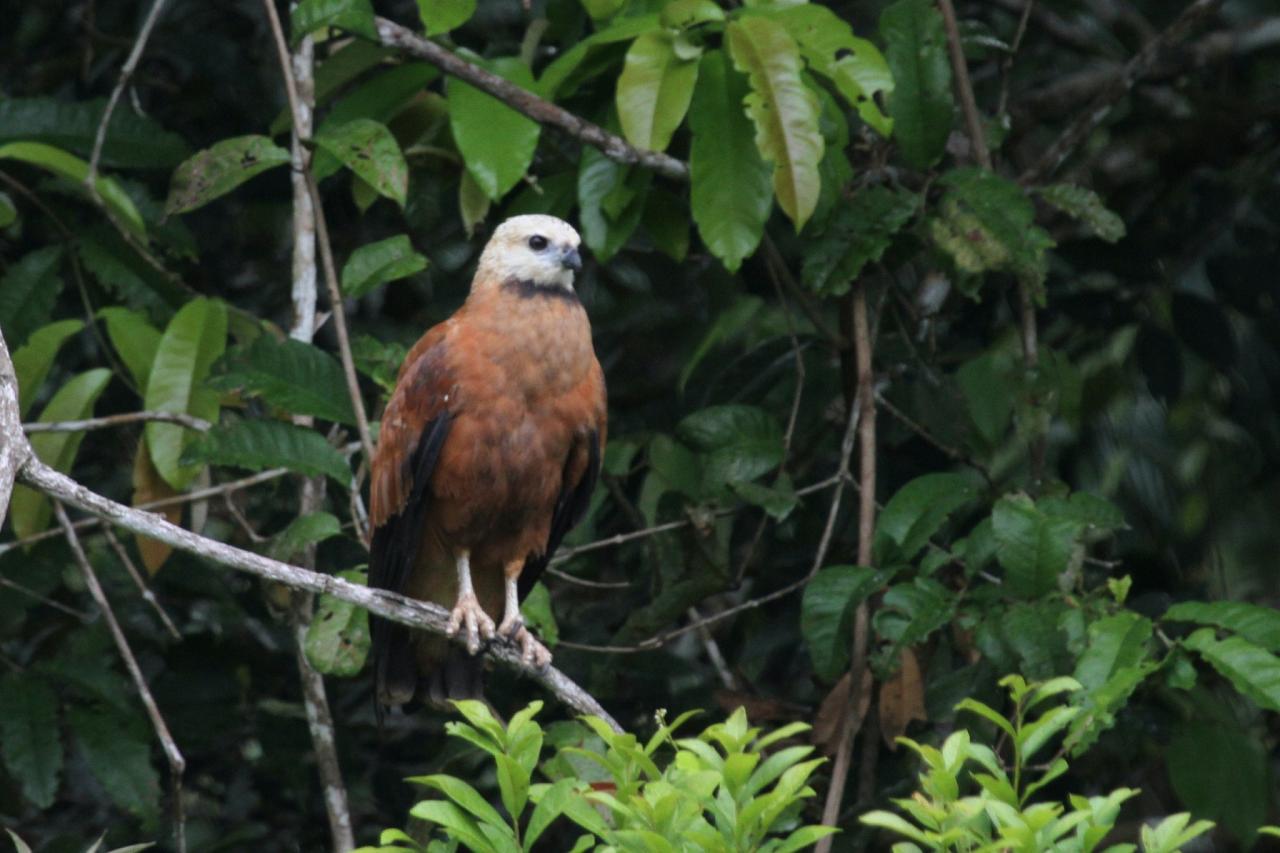 Black-collared HAwk, Amazon River Cruise, Amazon Basin, Peru, Naturalist Journeys