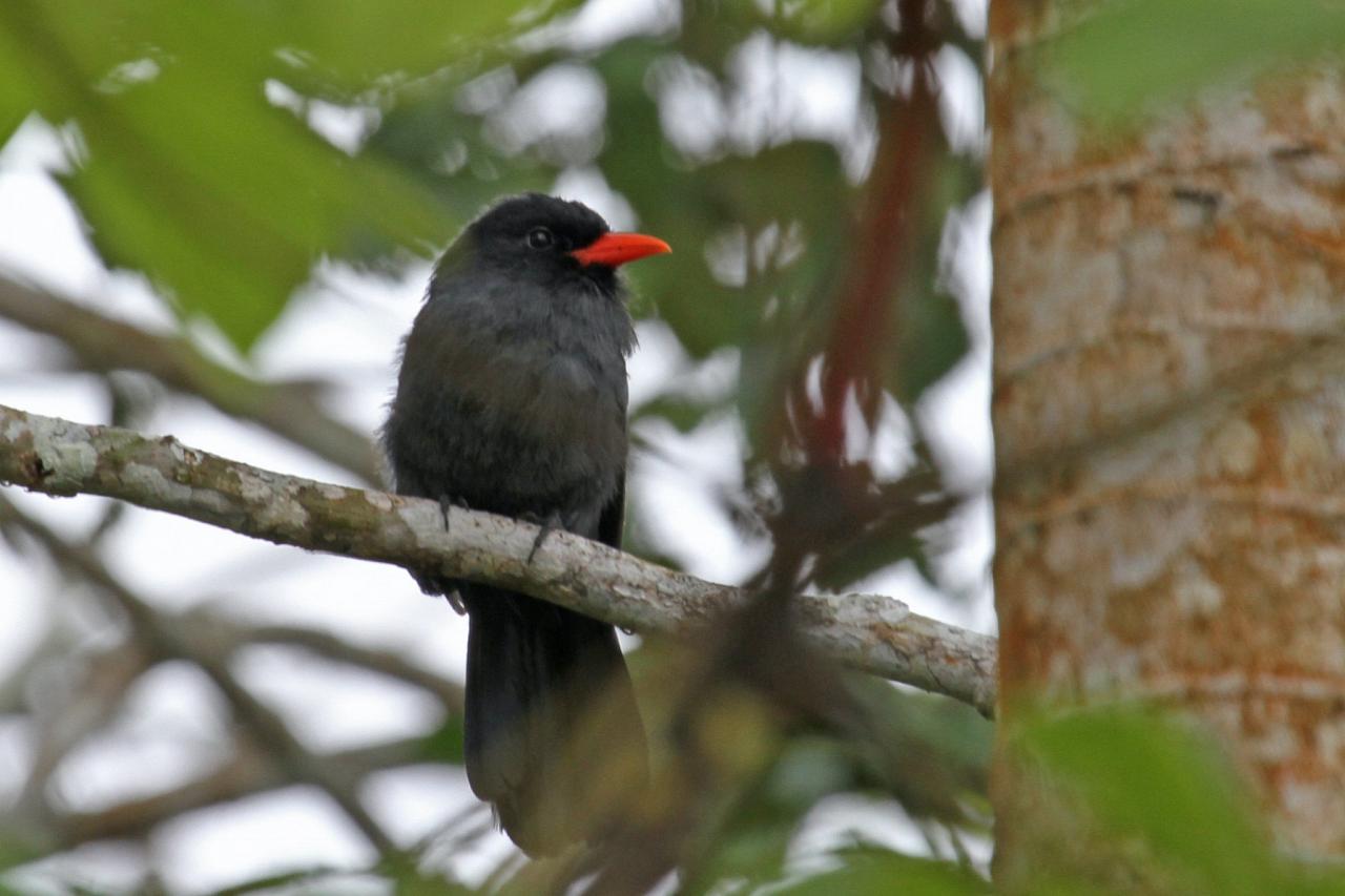 Black-fronted Nunbird, Amazon River Cruise, Amazon Basin, Peru, Naturalist Journeys