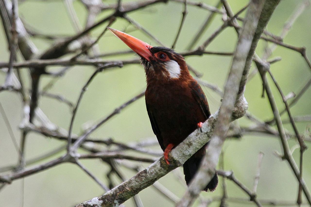 Amazon River Cruise Birding Tour Naturalist Journeys