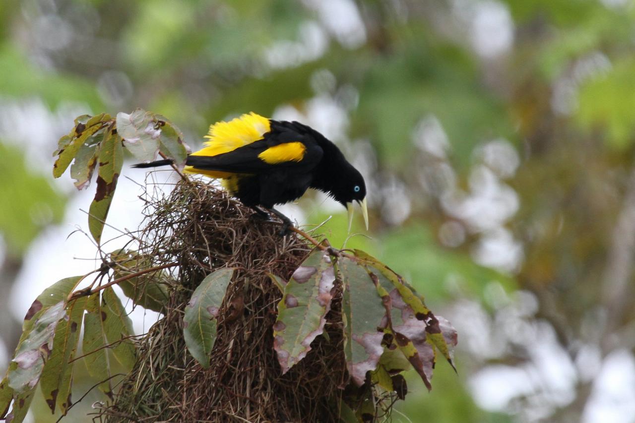 Yellow-rumped Cacique, Amazon River Cruise, Amazon Basin, Peru, Naturalist Journeys