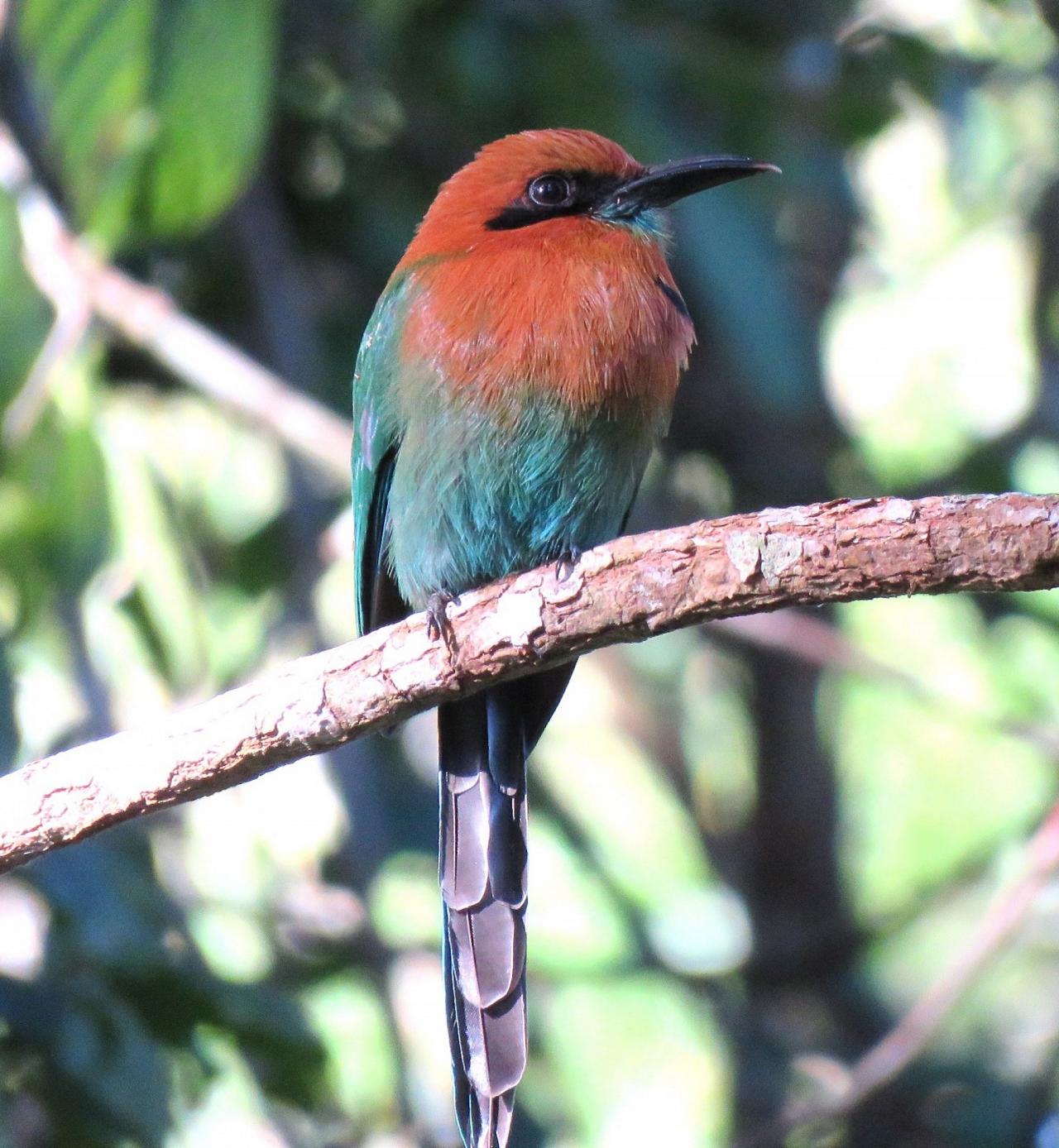 Panama Birding & Wildlife Nature Tour | Naturalist Journeys