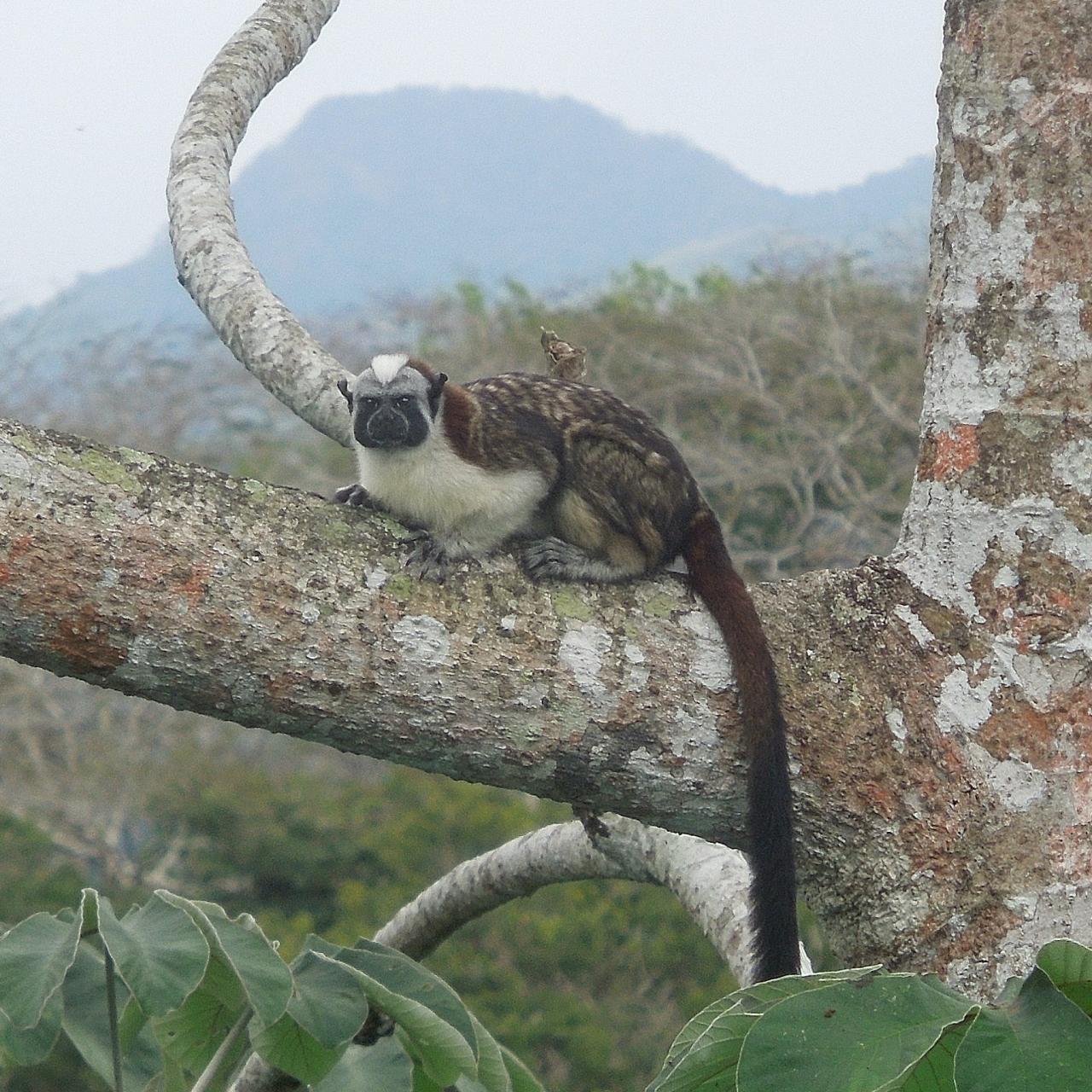 Panama Birding & Wildlife Nature Tour | Naturalist Journeys