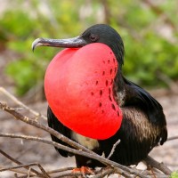 Frigatebird, Galapagos, Galapagos Islands, Naturalist Journeys
