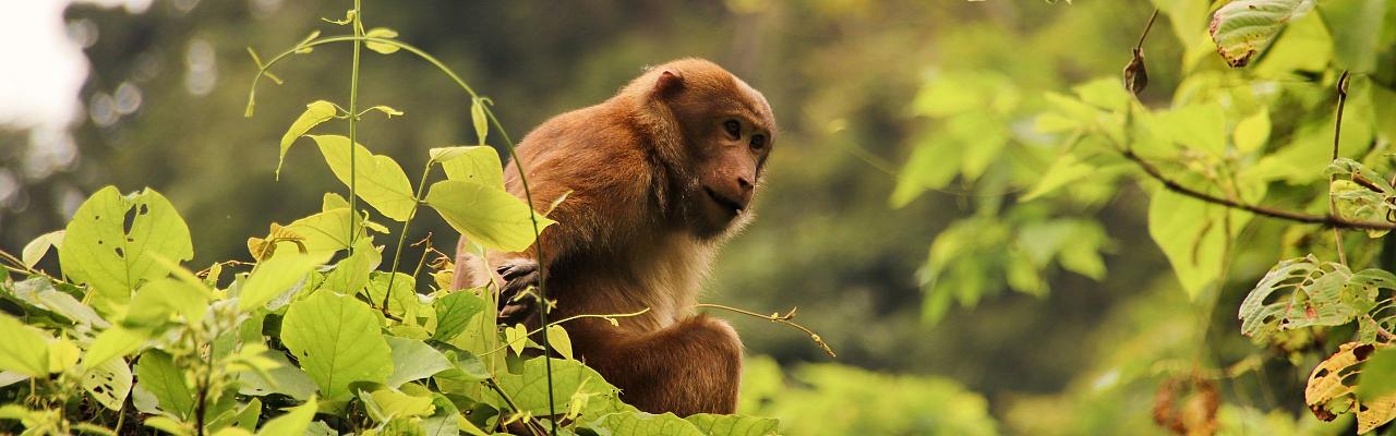 bird watching tours vietnam