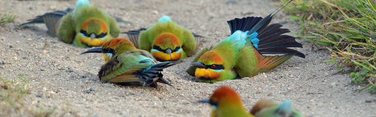 Papua New Guinea Birding Tour - Ecotour | Naturalist Journeys