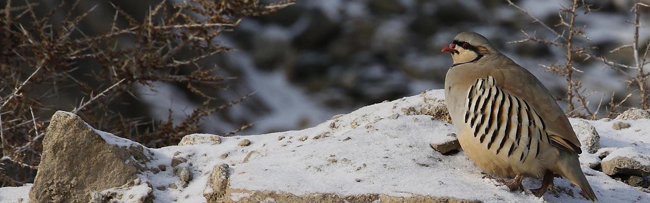 Chukar Partridge, India, Himalayas, Naturalist Journeys