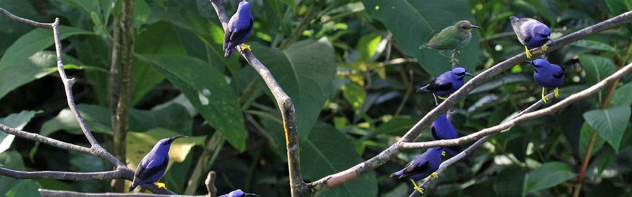 Purple Honeycreeper, Trinidad, Trinidad Birding Tour, Naturalist Journeys