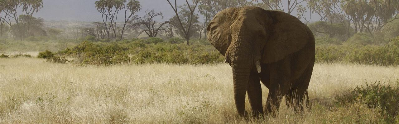 Elephant, Okavango Delta, Botswana, African Safari, Botswana Safari, Naturalist Journeys 