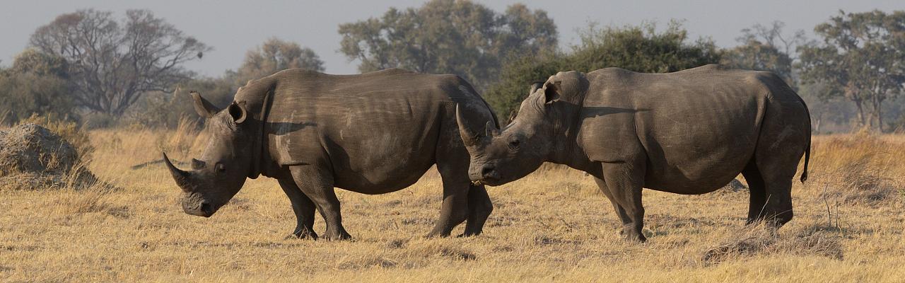 White Rhino, Okavango Delta, Botswana, African Safari, Botswana Safari, Naturalist Journeys