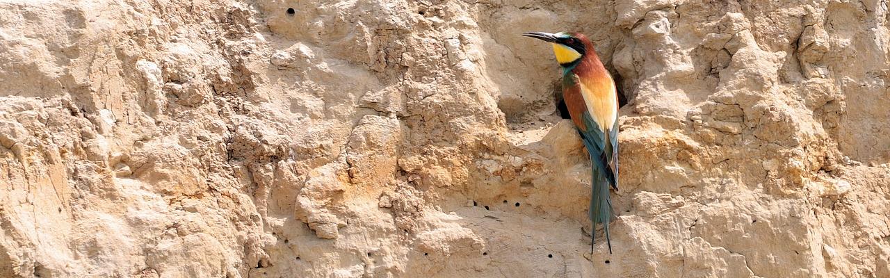 European Bee-eater, Bulgaria Birding Tour, Bulgaria Nature Tour, Romania Birding Tour, Romania Nature Tour, Bulgaria and Romania Birding Tour, Naturalist Journeys