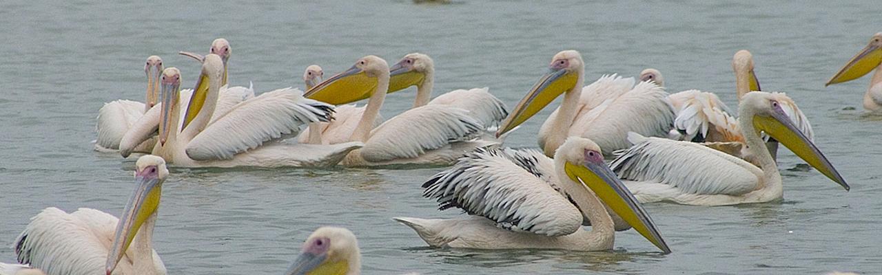 Great White Pelicans, Bulgaria Birding Tour, Bulgaria Nature Tour, Romania Birding Tour, Romania Nature Tour, Bulgaria and Romania Birding Tour, Naturalist Journeys