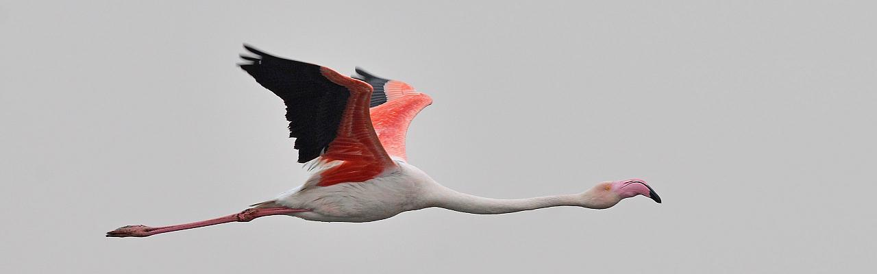 Lesser Flamingo, Namibia Birding Tour, Namibia Nature Tour, Namibia Safari, Namibia Wildlife Safari, Naturalist Journeys