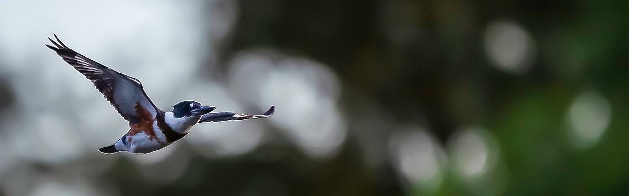 Belted Kingfisher, Lake Superior, Minnesota Boundary Waters, Naturalist Journeys, Minnesota Birding Tour, Lake Superior Birding & Nature; Naturalist Journeys Birding Tour