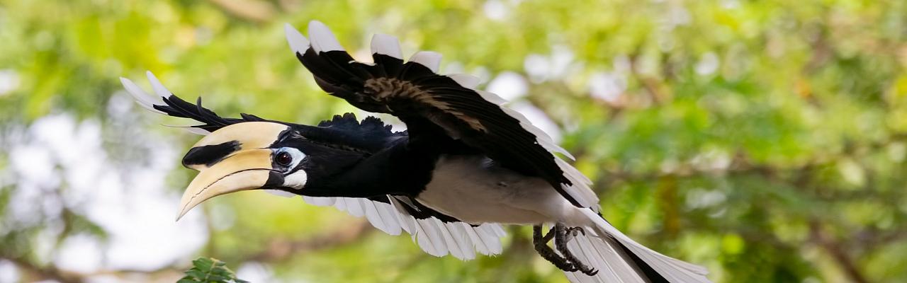 Oriental Pied Hornbill, Indonesia, Indonesia Birding Tour, Indonesia Nature Tour, Bali Birding Tour, Bali Nature Tour, Sumatra Birding Tour, Sumatra Nature Tour, Naturalist Journeys