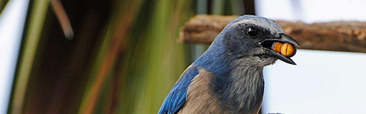 Florida Scrub Jay, Florida, South Florida, Florida Nature Tour, Florida Birding Tour, Naturalist Journeys