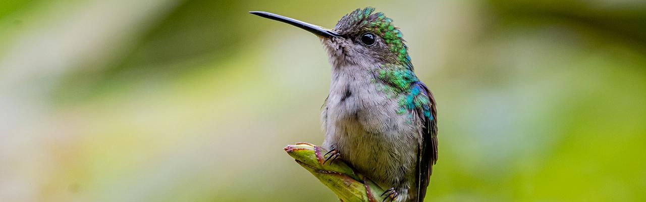 Green-crowned Woodnymph, Ecuador, Ecuador Birding Tour, Ecuador Nature Tour, Cuenca, Quito, Naturalist Journeys