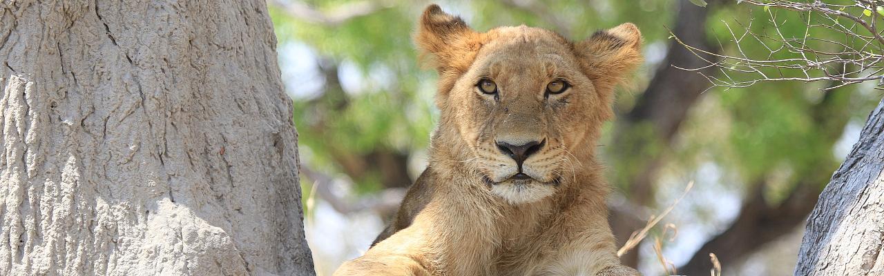 Lion Cub, Kenya, Kenya Safari, Kenya Wildlife Safari, African Safari, Kenya Birding Tour, Naturalist Journeys