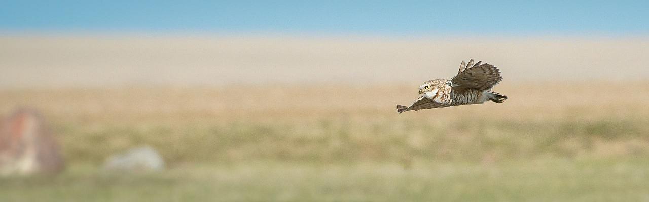 Colorado, Prairie Chicken Booming, Prairie Chicken Blind Lek, Colorado Wildlife Tour, Guided Nature Tour, American Prairies, Birdwatching, Naturalist Journeys