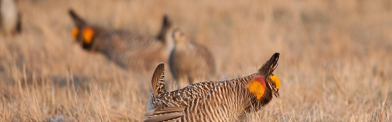 Colorado, Prairie Chicken Booming, Prairie Chicken Blind Lek, Colorado Wildlife Tour, Guided Nature Tour, American Prairies, Birdwatching, Naturalist Journeys