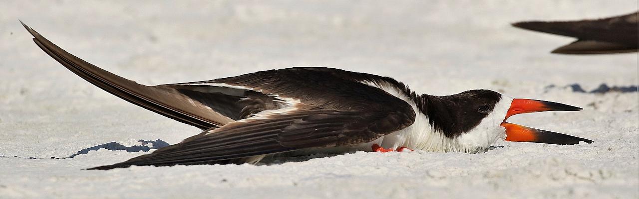 Alabama Dauphin Island Spring Migration Birding Tour 2024