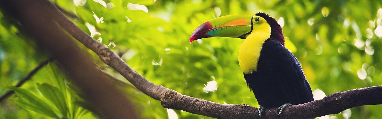 Belize Birding Tours 2024 - Birdwatching, Nature Wildlife & Guided