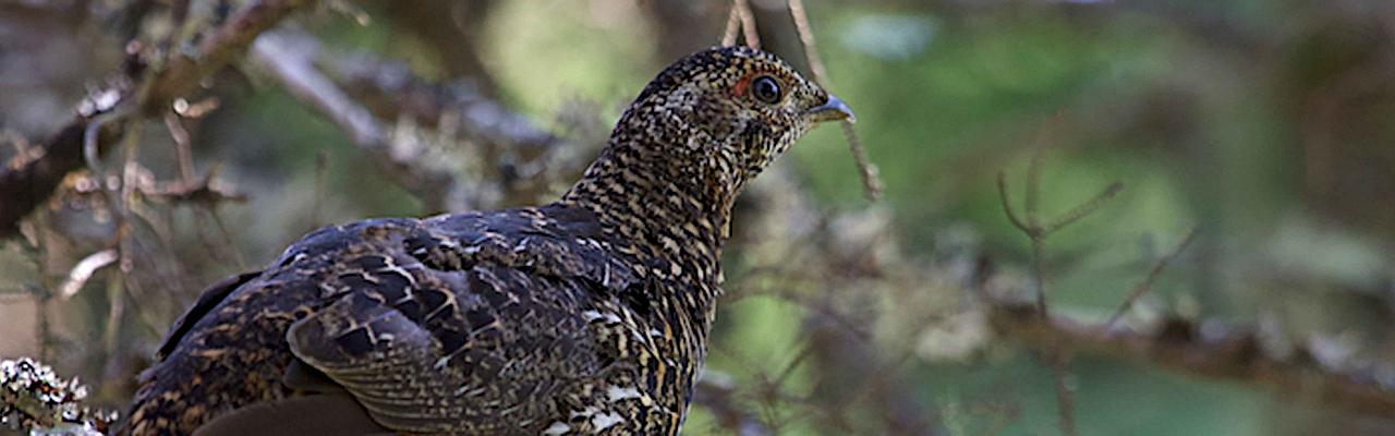 Spruce Grouse, Maine, Maine Birding Tour, Maine Nature Tour, Acadia National Park, Acadia National Park Tour, Naturalist Journeys