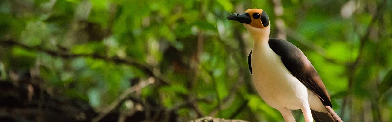 White-necked Rockfowl, Ghana Nature Tour, West Africa, African Safari, Ghana Birds, Birdwatching, Guided Nature Tour, Wildlife Photography, Ecotourism