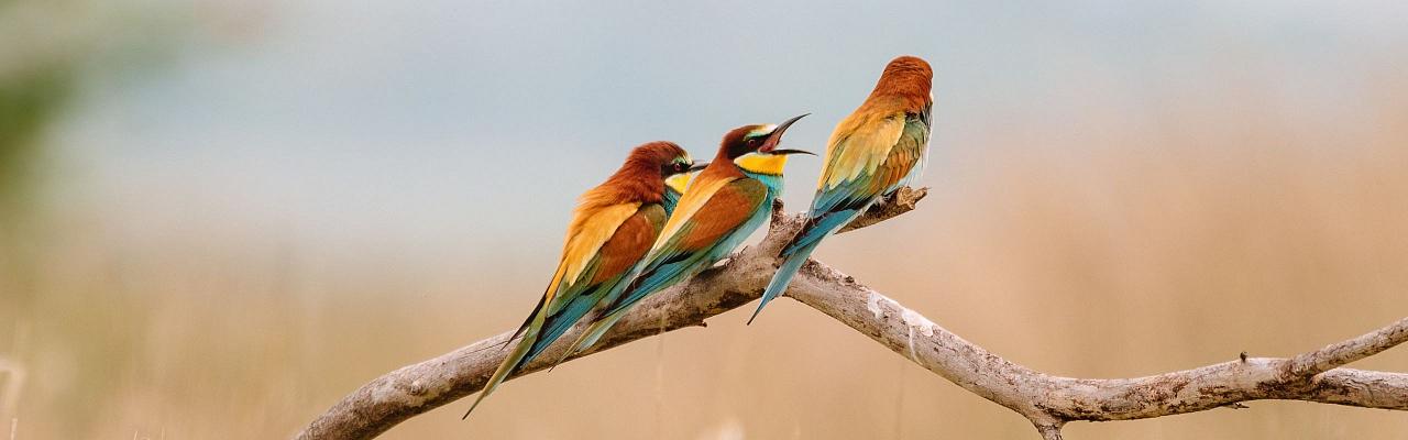 Birding Portugal, Portugal Nature, Bird watching Europe, Fall Migration, Naturalist Journeys, Wildlife Tour, Wildlife Photography, Ecotourism, Specialty Birds, Birding Hotspot, Lisbon, Alentejo