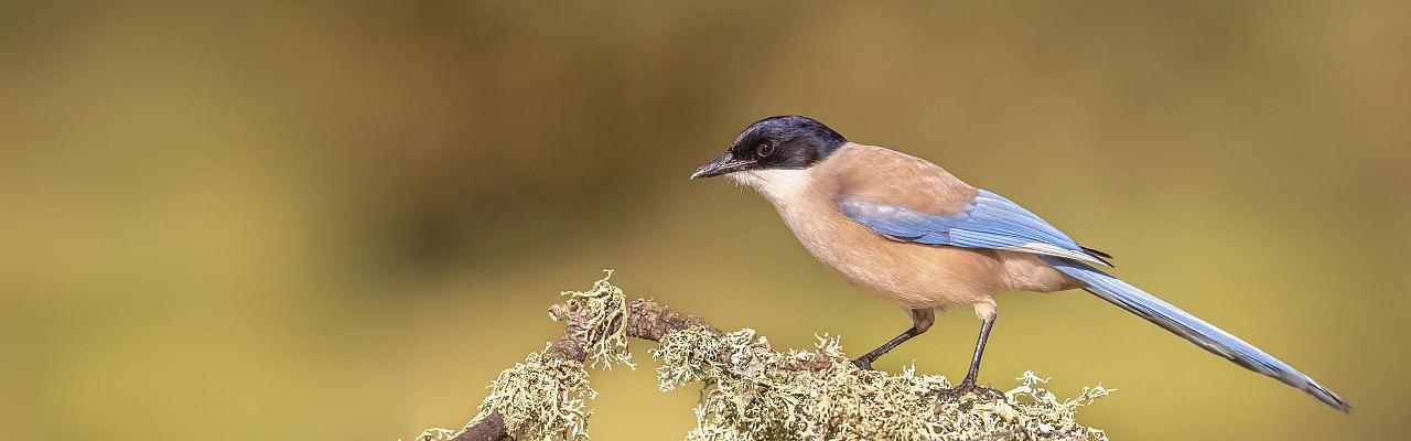 Birding Portugal, Portugal Nature, Bird watching Europe, Fall Migration, Naturalist Journeys, Wildlife Tour, Wildlife Photography, Ecotourism, Specialty Birds, Birding Hotspot, Lisbon, Alentejo