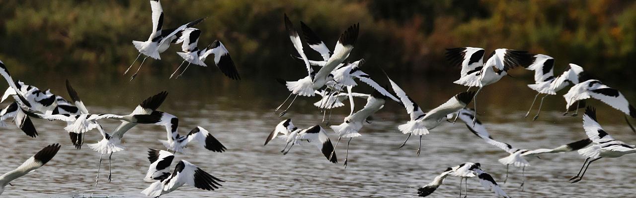 Birding Portugal, Portugal Nature, Bird watching Europe, Fall Migration, Naturalist Journeys, Wildlife Tour, Wildlife Photography, Ecotourism, Specialty Birds, Birding Hotspot, Lisbon, Alentejo