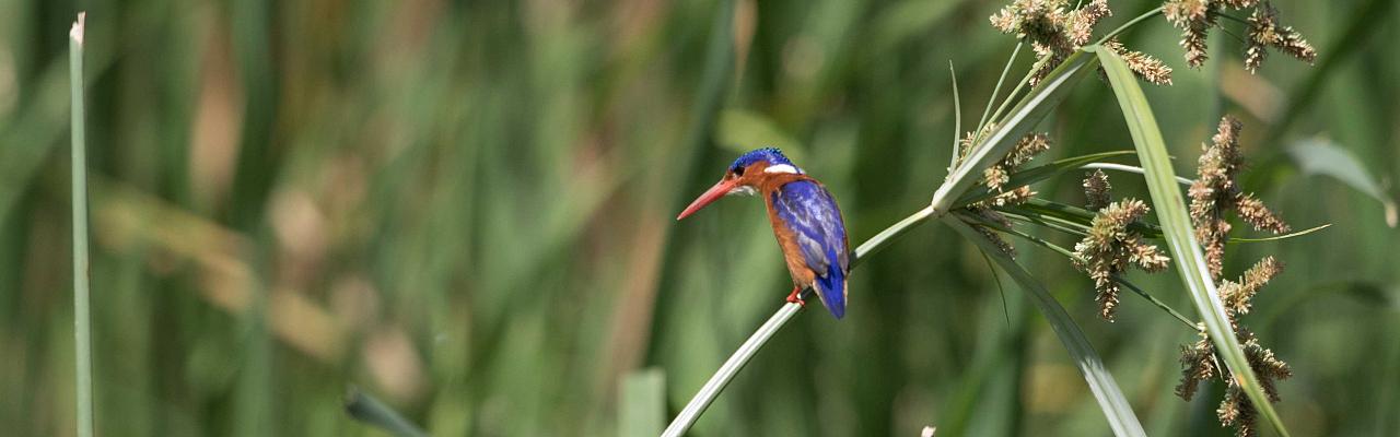 Malachite Kingfisher, Okavango Delta, Botswana, African Safari, Botswana Safari, Naturalist Journeys 