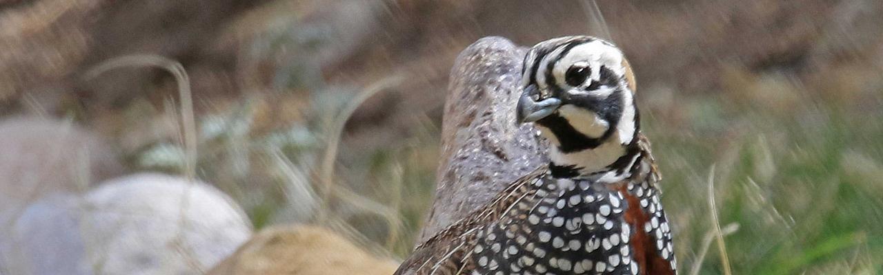 Montezuma Quail, Southeast Arizona, Arizona, Arizona Nature Tour, Arizona Birding Tour, Naturalist Journeys