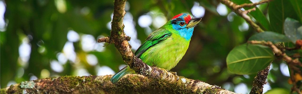 Blue-throated Barbet, Birding Bhutan, Bird watching Bhutan, Asia Nature Tour, Naturalist Journeys, Wildlife Tour, Wildlife Photography, Ecotourism, Specialty Birds, Birding Hotspot