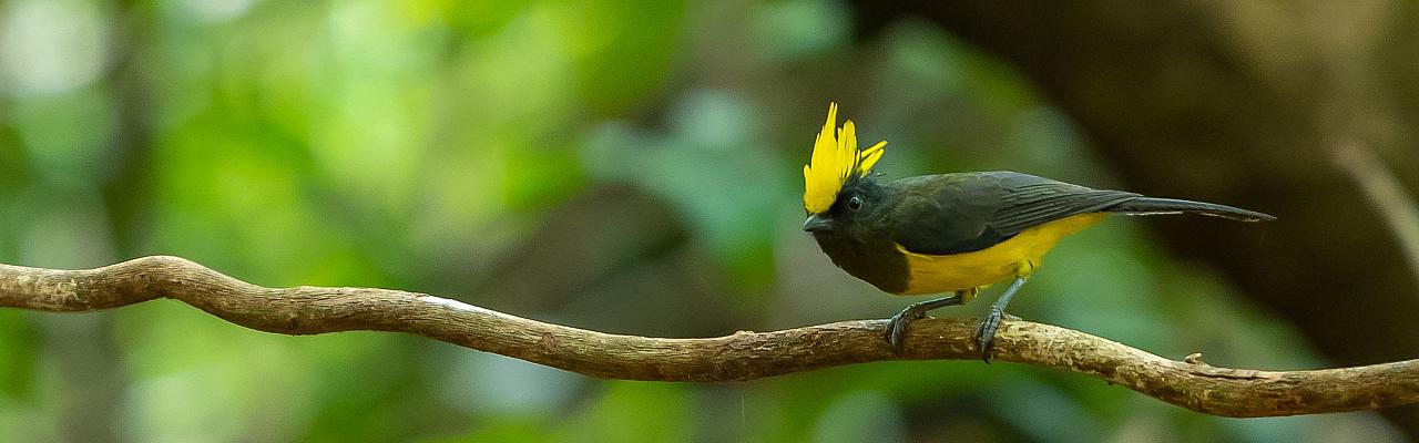 Sultan Tit, Birding Bhutan, Bird watching Bhutan, Asia Nature Tour, Naturalist Journeys, Wildlife Tour, Wildlife Photography, Ecotourism, Specialty Birds, Birding Hotspot