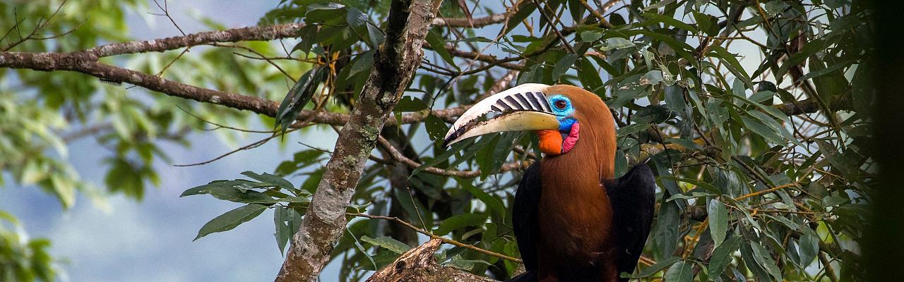 Rufous-necked Hornbill, Birding Bhutan, Bird watching Bhutan, Asia Nature Tour, Naturalist Journeys, Wildlife Tour, Wildlife Photography, Ecotourism, Specialty Birds, Birding Hotspot