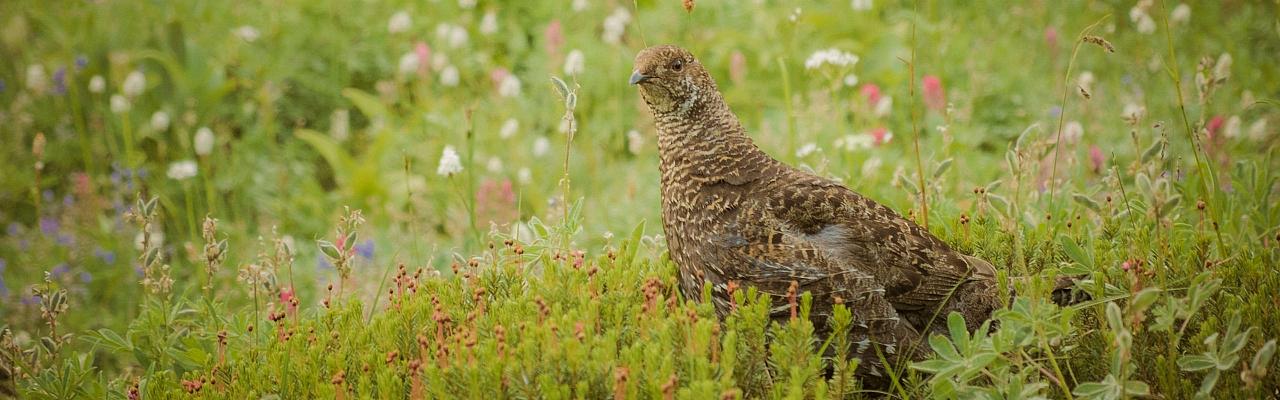 Birding Maine, Bird watching Maine, USA, North America, Acadia National Park, Bar Harbor, Naturalist Journeys, Wildlife Tour, Wildlife Photography, Ecotourism, Specialty Birds, Endemic Birds, Birding Hotspot