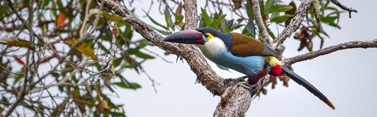 Birding Colombia, Bird watching South America, Nature Tour, Naturalist Journeys, Wildlife Tour, Wildlife Photography, Ecotourism, Specialty Birds, Birding Hotspot, Endemic Birds