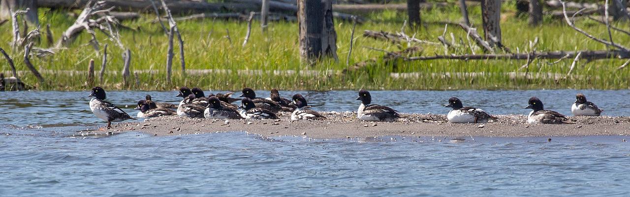 Barrow's Goldeneye, Oregon Birding Tour, Oregon Nature Tour, Cascade Mountains Birding Tour, Cascade Mountains Nature Tour, Naturalist Journeys