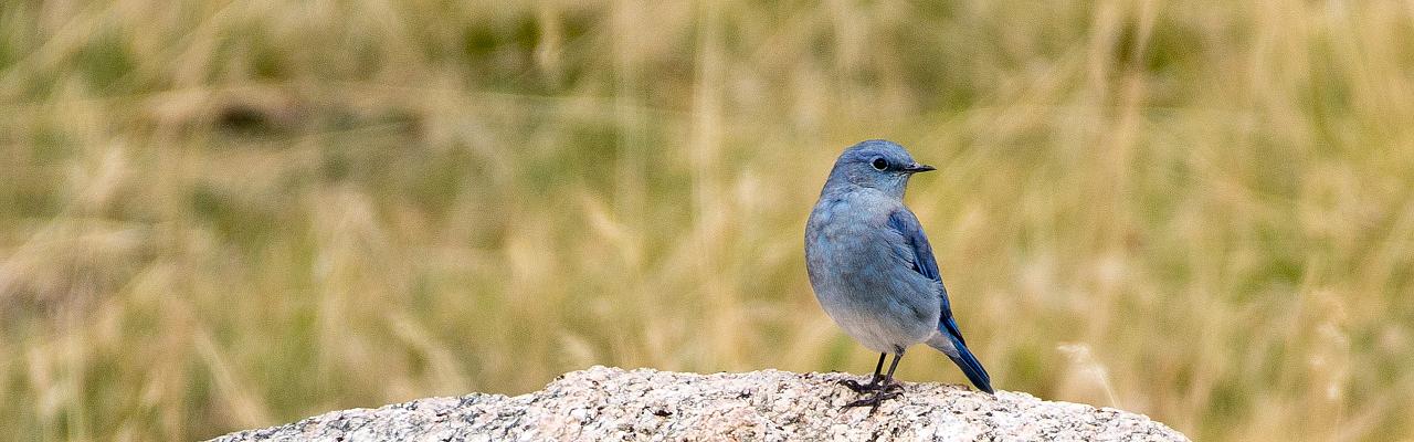 Mountain Bluebird, Oregon Birding Tour, Oregon Nature Tour, Cascade Mountains Birding Tour, Cascade Mountains Nature Tour, Naturalist Journeys