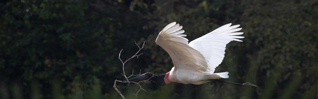 Jabiru, Belize, Belize Birding Tour, Belize Nature Tour, Winter Belize Tour, Naturalist Journeys