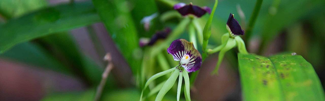 Black Orchid, Belize Birding Tour, Belize Nature Tour, Winter Belize Tour, Naturalist Journeys