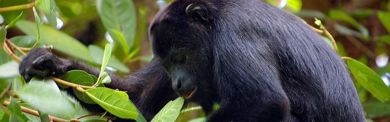 Black Howler Monkey, Belize, Belize Nature Tour, Belize Birding Tour, Winter Belize Tour, Naturalist Journeys