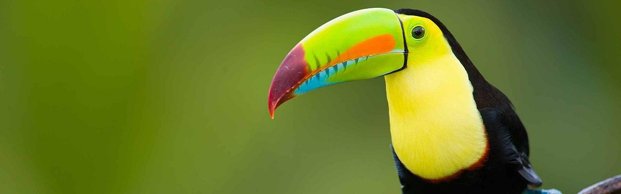 Broad-billed Toucan, Belize Birding Tour, Belize Nature Tour, Winter Belize Tour, Naturalist Journeys