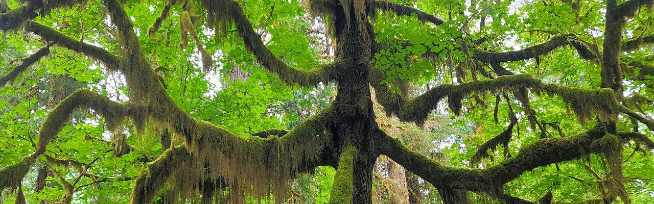 Birding Washington State, Bird watching Olympic Peninsula, Naturalist Journeys, Wildlife Tour, Wildlife Photography, Ecotourism, Specialty Birds, Birding Hotspot, Olympic National Park