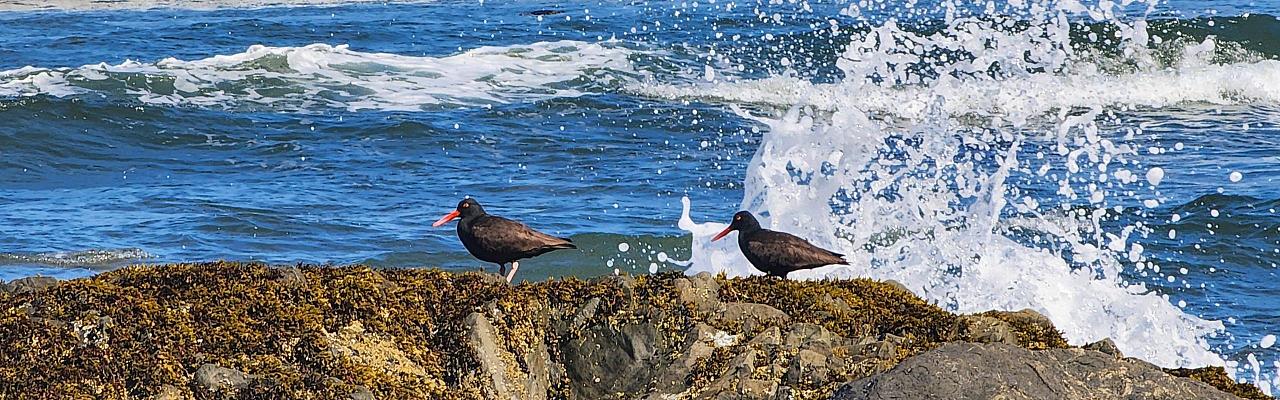 Birding Washington State, Bird watching Olympic Peninsula, Naturalist Journeys, Wildlife Tour, Wildlife Photography, Ecotourism, Specialty Birds, Birding Hotspot, Olympic National Park